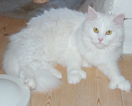 Comments : White Lily is a big beautiful Maine Coon girl that has come ...
